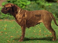 Бордоский дог