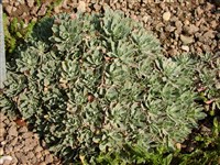 Борнмюллера подольская – Bornmuellera podolica Andrz.et Bess.