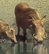 Бородавочник (на водопое)