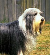 Бородатая колли