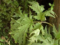 Борщевик Мантегацци – Heracleum mantegazzianum Somm. et Lev.