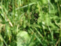 Бор развесистый – Milium effusum L.