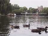 Бостон (Паблик-гарденс)