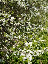 Ботанический сад (Японский садик)