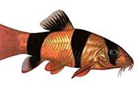 Боция-клоун (рисунок)