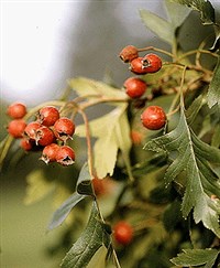 Боярышник (ветвь с плодами)