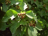 Боярышник Максимовича – Crataegus maximowiczii Schneid. (2)