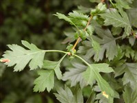 Боярышник алтайский – Crataegus altaica (Loud.) Lange