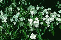 Боярышник блестящий – Crataegus x nitida (Engelm.) Sarg.