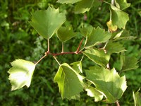 Боярышник вееровидный – Crataegus flabellata (Bosc.) K.Koch.