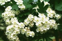Боярышник гладкий, белый – Crataegus laevigata (Poir.) D.C. (1)