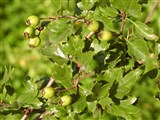 Боярышник гладкий, белый – Crataegus laevigata (Poir.) D.C. (2)