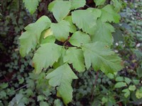 Боярышник даурский – Crataegus dahurica Koehne