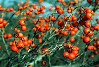 Боярышник зеленый – Crataegus viridis L.