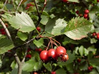 Боярышник кроваво-красный – Crataegus sanguinea Pall.