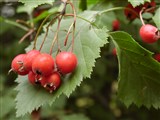 Боярышник мягкий – Crataegus mollis (Torr.et A.Gray) Scheele (2)