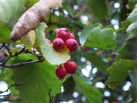 Боярышник мягковатый, полумягкий – Crataegus submollis Sarg.
