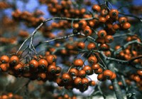 Боярышник огненный, вашингтонский – Crataegus phaenopyrum (L.) Medik.