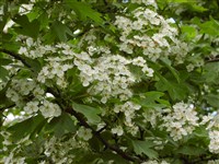 Боярышник однопестичный – Crataegus monogyna Jacq. (1)