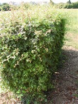 Боярышник однопестичный – Crataegus monogyna Jacq. (2)