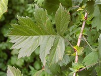 Боярышник перистонадрезанный – Crataegus pinnatifida Bunge