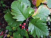 Боярышник пижмолистный – Crataegus tanacetifolia (Lam.) Pers.
