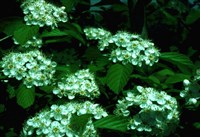 Боярышник пятнистый – Crataegus punctata Jacq.