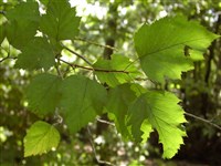 Боярышник стебельчатый, шарлаховый – Crataegus pedicallata Sarg.