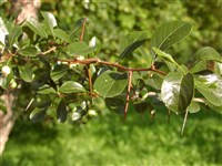 Боярышник шпорцевый, петушиная шпора – Crataegus crus-galli L.