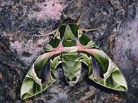 Бражники (олеандровый бражник)