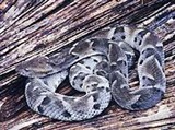 Бразильский ботропс (Bothrops moojeni)