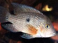 Бразильский геофагус (Geophagus brasiliensis)