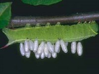 Бракониды (наездник-браконида)