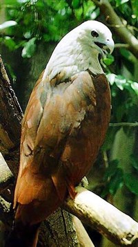 Браминский коршун