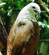 Браминский коршун (Haliastur indus)