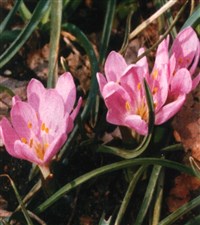 Брандушка разноцветная – Bulbocodium versicolor (Ker-Gawl.) Spreng.