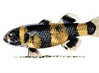 Брахигобиус