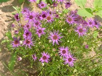 Брахикома иберисолистная – Brachycome iberidifolia Benth.