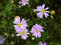 Брахикома многонадрезанная – Brachycome multifida DC.