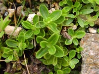 Брейя альпийская – Braya alpina Sternb.et Hoppe. (1)