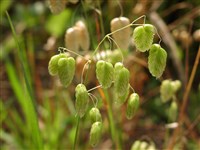 Бриза большая – Briza maxima L. (1)