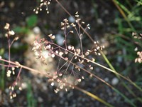 Бриза средняя – Briza media L.