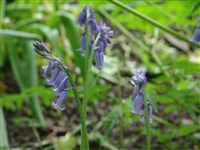 Бримёра аметистовая – Brimeura amethystine (L.) Salisb.