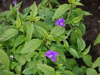 Броваллия великолепная – Browallia speciosa Hook.