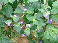 Броваллия липкая – Browallia viscosa HBK.