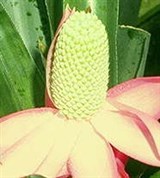 Бромелиевые (Мария-регина)