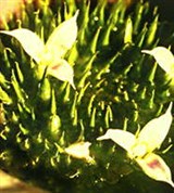 Бромелиевые (неорегелия)