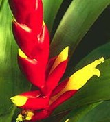 Бромелиевые (соцветие 1)