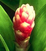 Бромелиевые (соцветие 2)