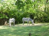 Бронкский зоопарк (зебры)